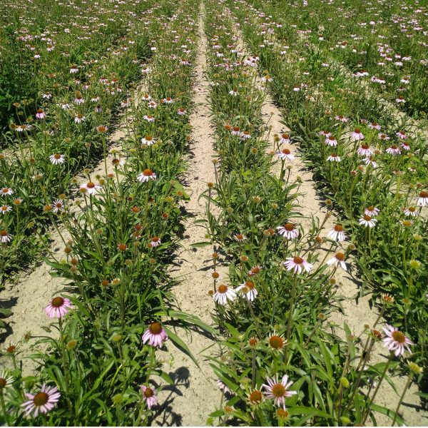 Echinacea Angustifolia