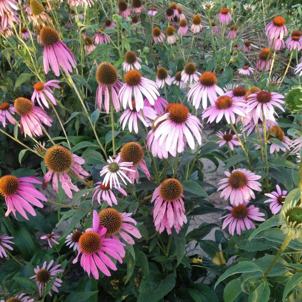 Echinacea Purpurea