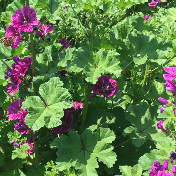 Malva Mauritania Fiorita