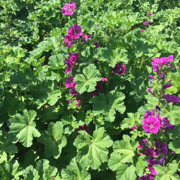 Malva Mauritania Fiorita