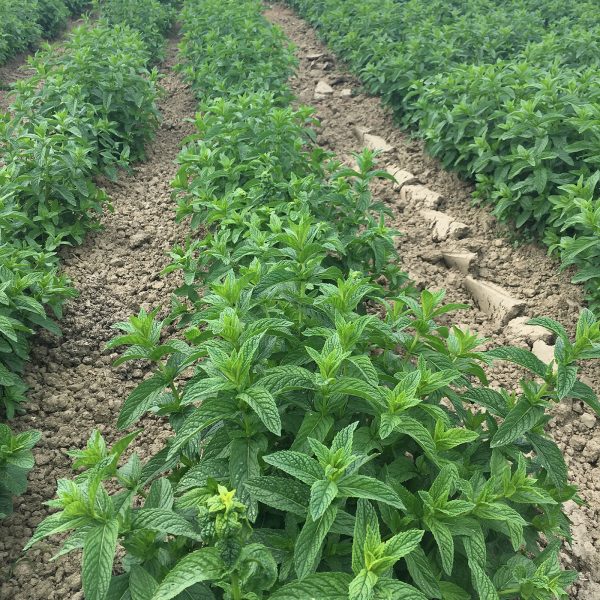 Menta Spicata Spearmint