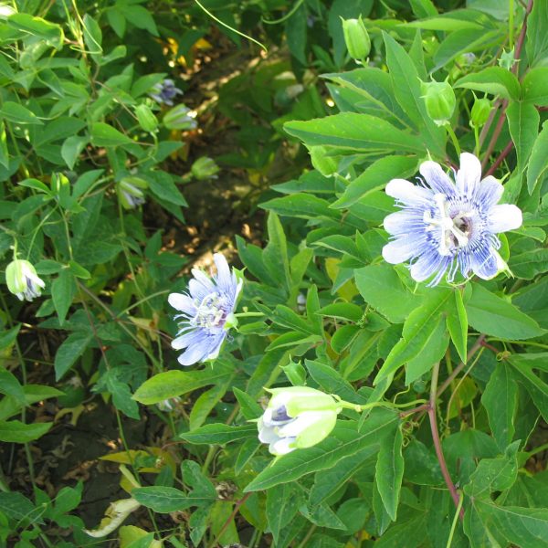 Passiflora Incarnata