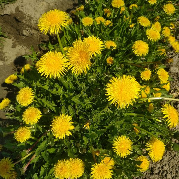 Taraxacum Officinale